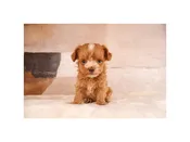 Maltipoo – 15219