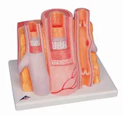 3B 3B MICROanatomyÃ¢â€žÂ¢ Artery-Vein