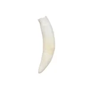 Alligator Tooth