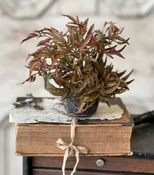 7" Rooted Frond
