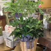 8" Green Houseplant