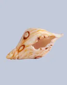 Barnacle Shell — Expressive Glass