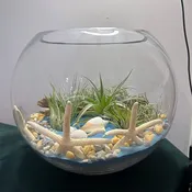 Bubble Bowl