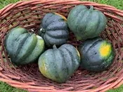 Acorn Squash - Way Farms — Chillicothe Farmers Market