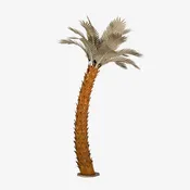 Crescent Palm Tree