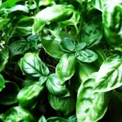 Basil, Sweet