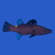 Arrowhead Soapfish WYSIWYG