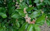 Cherry Laurel, Compacta