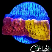 50/50 CK UNRELEASED CHALICE