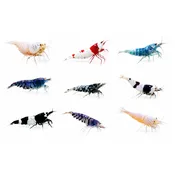 Skittles Pack of assorted Caridina Shrimp