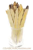 Astrgalus Root Herbal Tincture