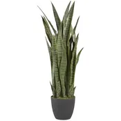 3' Snake Plant