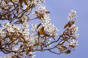 Allegheny Serviceberry