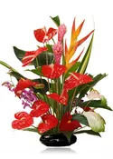 Island Tropicals