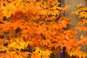 American Beech (Fagus grandifolia)