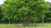 Multi-Stem Autumn Brilliance Serviceberry