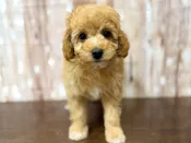 F1BB Mini Goldendoodle – 4380