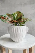 Aglaonema 'Lady Valentine'