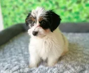 Daisy