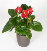 06in Anthurium Red