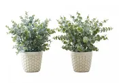 13" Eucalyptus Grass Plant With 4" White Pot - Green - Set of Two
