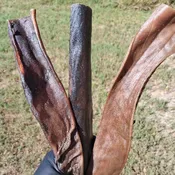 Camel Skin 12" (pack of 6)