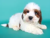 Cavapoo F1B – 15203