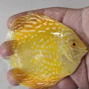 Albino Checkerboard Yellow Panda “Never Pepper Panda”