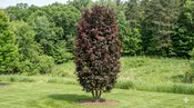 Gladiator Crabapple