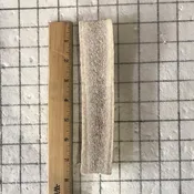1 Large Split Elk 7 inch