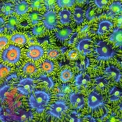 “We Pick” Zoanthid Frag