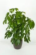 10in Schefflera Amate Green  3′