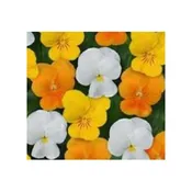 10″HB:PANSY CITRUS MIX