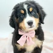 Bernese Mountain Dog (F)- 31254