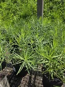 Amsonia Cilliata Halfway to Arkansas