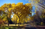 American Elm (Ulmus americana)