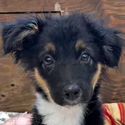 Australian Shephard Puppy for Sale