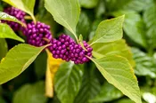 Beautyberry