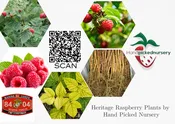 1 Dorman Red - Raspberry Plant - Everbearing - Organic Grown - Ready for Spring Planting