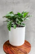 Calathea 'Concinna'
