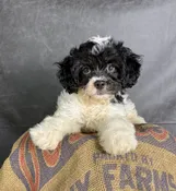 Patches- Cavapoo Male — Quality Puppies USA
