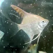 Bulgarian Green Lilac Point Pearlscale Angelfish