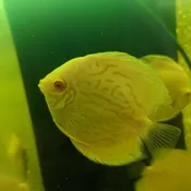 Albino Turquoise Discus
