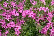 'Crimson Beauty' Moss Phlox