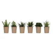 7 1/4" Faux Succulents in Paper Pots