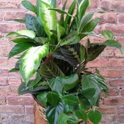 Medium Dishgarden
