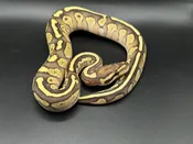 Butter fire Ball Pythons — Pets-A-Plenty