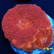 ARC Blood Orange Bowerbanki