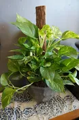 Designers Choice – Plant