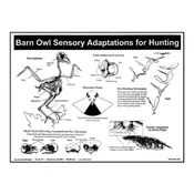 P13: Owl Hunting Sensory Adaptations Poster — Mountain Home Biological
